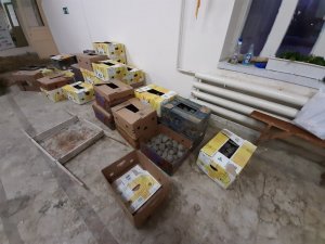 Türkiye’den Rusya’ya kaçırılan 3 bin adet kaplumbağa ele geçirildi