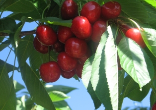 Kiraz üreticisinin umudu dünya kupası