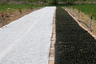 Tuz Gölü Havzası'nda 34 bin çam fidesi yetişiyor