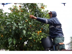 Marmaris Belediyesi’nden Turunç dağıtımı