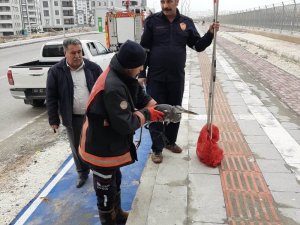 Şanlıurfa’da leylek kurtarma operasyonu