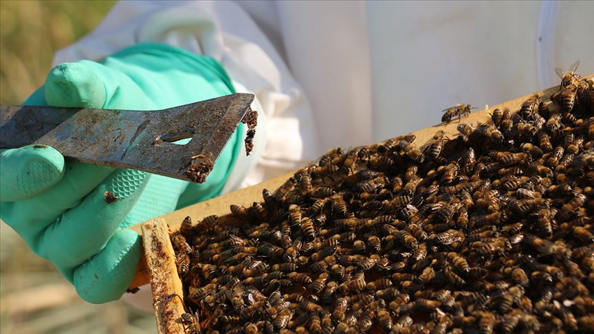 Bağışıklığı destekleyen propolis, antibiyotiğe gereksinimi azaltıyor