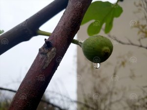 İncir ve dut ağaçları kışın meyve verdi