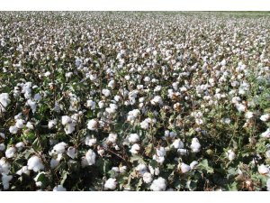 Türkiye pamuk üretiminde dünya altıncısı, ithalatta beşinci