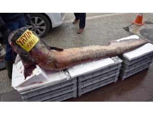 Dev yayın balığı görenleri şaşırttı