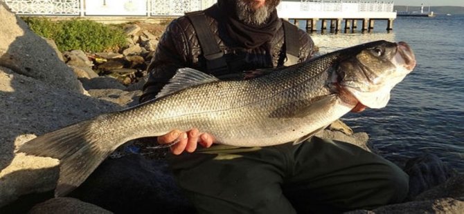 Batı Karadeniz'deki "levrek kıtlığında" 3 balık, 1600 liraya alıcı buldu
