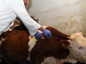 Ilgın hayvan pazarında "şap" karantinası