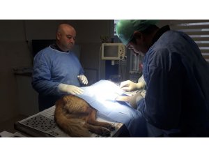 Otomobilin çarptığı köpek barınakta ameliyat edildi