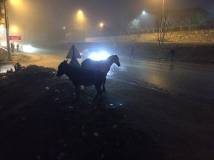 İnegöl’de başı boş atlar tehlike saçıyor