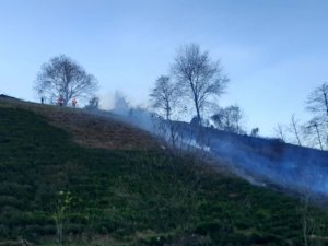 Artvin’de çaylık alanda yangın çıktı