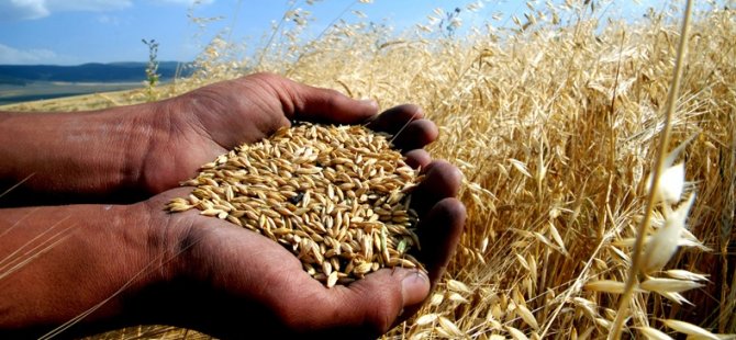 Buğday ve mahlut ithalatına tarife kontenjanı