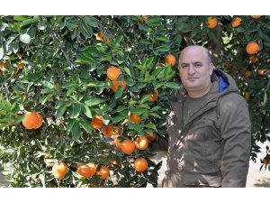 Turunçgilde yeni çeşitlerle verim de ihracat da artıyor