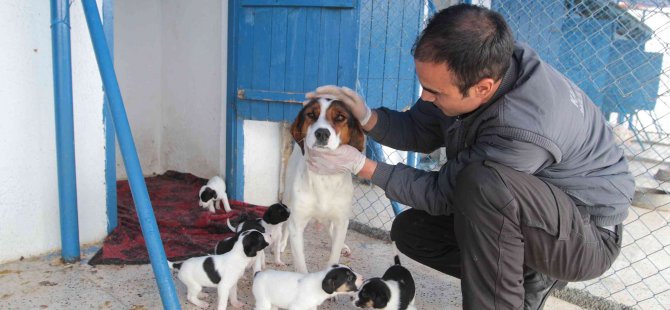 Kahramankazan'da sokak hayvanları için mama ve yem bırakılıyor