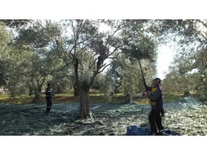 Edremit Körfezinde Zeytincilik Bitmesin