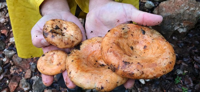 5 saatte toplayıp, kilogramını 50 TL'den satıyorlar