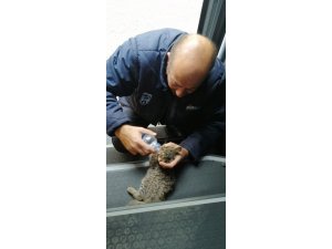 Otobüs şoförü yavru kediyi hayata bağladı