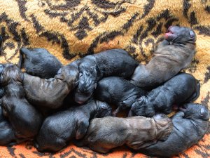 Mersin'de bir köpek sezaryenle 16 yavru doğurdu