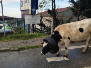 Kafasına araba lastiği takılan ineği vatandaşlar böyle kurtardı