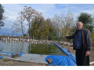 İnternetten ek iş araştırdı "kaz"a yatırım yaptı