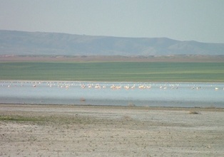 Düden Gölü'ne kuşlar gelmeye başladı