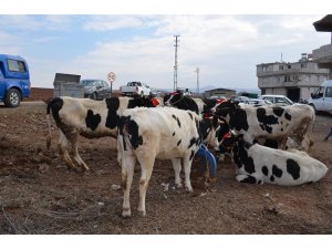 Damızlık Düve Desteklemeleri başladı