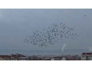 Kuşların gökyüzünde muhteşem dansı