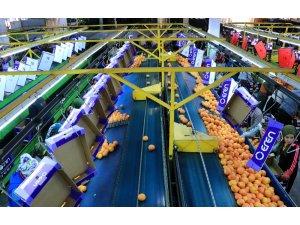 Yeni yıl kutlamaları başladı, narenciye ihracatı arttı