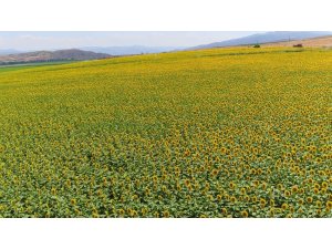 Ayçiçeği üreticisine 120 milyon lira