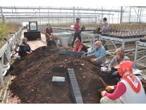 Sandıklı’da jeotermal serada yılda 3 milyon meyve fidanı üretiyor