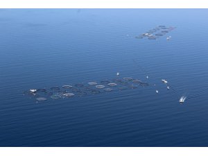 Türkiye’den 100 ülkeye ihraç yapılıyor