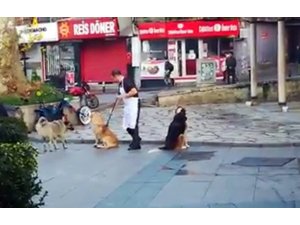 Vatandaşın süpürge ile masaj yaptığı köpeklerin iç ısıtan halleri kamerada