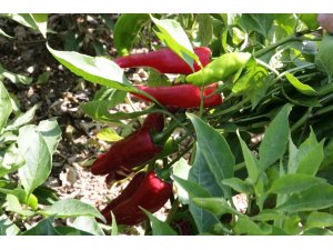 Somali’de Maraş biberi üretiliyor