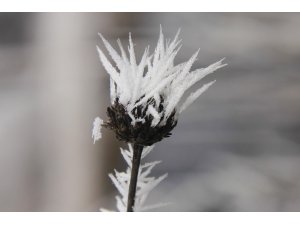Tunceli'de kırağı kartpostallık görüntüler oluşturdu