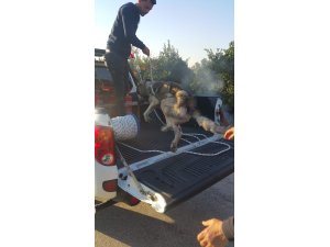 Hatay'da boş su kuyusuna düşen köpeği itfaiye kurtardı