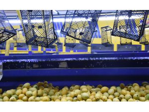 Limonda verim azaldı