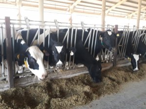 Üreticilere yüzde 40 hibe ile destek