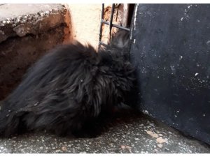 Mazgala kafası sıkışan kedi kurtarıldı