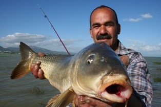 Oltaya 7 kilogram sazan takıldı