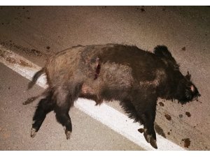Otomobilin önüne çıkan domuz sürücünün yaralanmasına neden oldu