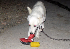 Meyve yiyen köpek