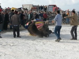 Deve güreşinde korkulu anlar