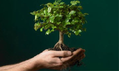 Konya'ya 10 bin fidan dikilecek