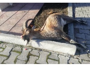 Karayoluna inen dağ keçisine araç çarptı