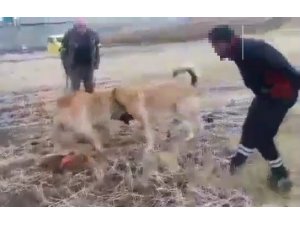 Köpek dövüştüren 2 kişiye  para cezası verildi