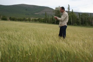 Yağmur çiftçilerin yüzünü güldürdü