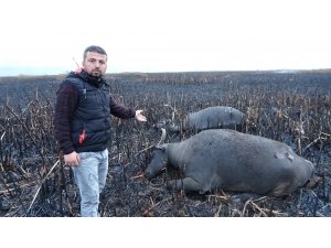 Sazlık yangınında mandalar telef oldu