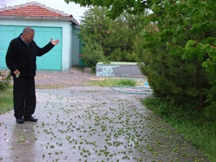 Dolu ekili arazilere zarar verdi