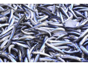 Hamsinin fiyatı tekrar yükselişte