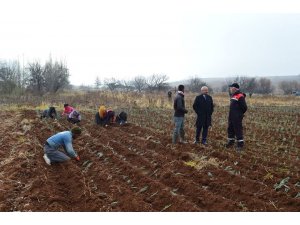 Bal üreticisine ’lavanta’ desteği: 75 dekar araziye lavanta dikildi