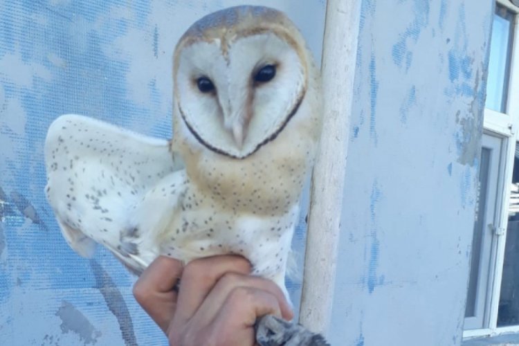Peçeli baykuş koruma altına alındı
